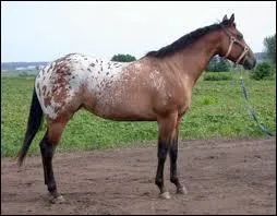 Quelle est la race de ce cheval ?