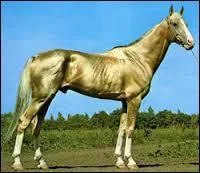 Quelle est la race de ce cheval ?