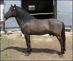Quelle est la race de ce cheval ?