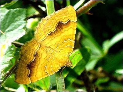 Cette espèce est assez variable. La forme typique est essentiellement jaune, mais des formes foncées existent. Elle a des lignes blanches qui couvrent ses ailes supérieures. C'est...