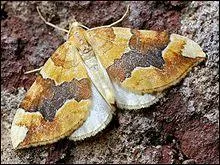 Ce papillon se reconnaît grâce à sa bande brune en forme de "V" sur ses ailes antérieures. Elle se reconnaît aussi à son jaune vif, ce qui est rare pour un nocturne. C'est...
