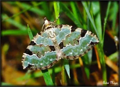 Ce papillon vert mousse a choisi cette couleur pour se confondre avec le lichen des arbres. Chez ce papillon, les vieux sujets deviennent blancs tandis qu'au cours de sa vie, il devient jaune. C'est...