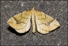 Cette géomètre se reconnaît aux bords de ses ailes entrecoupées. Elle peut se confondre avec d'autres espèces comme la brocatelle dorée, la cidarie fauve et les cidaries du peuplier. Elle se reconnaît grâce à ses marques brun clair en forme de "V" sur ses ailes antérieures. C'est...