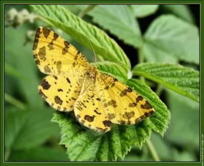 Même si ce papillon porte le nom d'un félin, il ne mord pas et n'attaque pas. Il est jaune vif avec de petites taches brunes qui peuvent parfois être rondes. Il se rencontre dans les bois clairs de la plaine à la montagne. C'est...