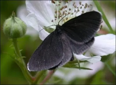 Je pense que c'est le papillon de cette famille le plus reconnaissable grâce aux petits bords blancs au bout de ses ailes. Il aborde une couleur noir fuligineux même si les vieux sujets peuvent virer au brun terne. C'est...