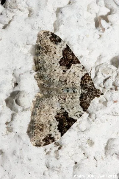 Ce papillon se rencontre souvent sur les murs blancs. Il se reconnaît grâce à son teint gris et à ses bandes foncées sur le haut de ses ailes. C'est...
