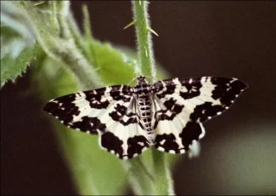 Ce papillon au vol diurne est orné d'un dessin noir et blanc spectaculaire et symétrique. C'est surtout une espèce de biotopes froids, telles les landes septentrionales, où la chenille se nourrit d'airelles. C'est...