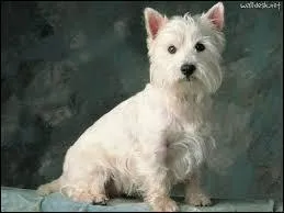 Quelle est cette race de chien ?