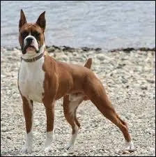 Quelle est cette race de chien ?