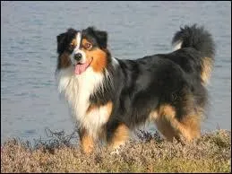 Quelle est cette race de chien ?