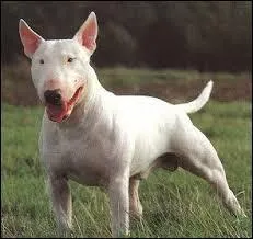 Quelle est cette race de chien ?