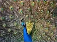 Quel était le nom de l'homme aux cent yeux qui furent donnés plus tard au paon d'Héra ?