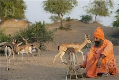 En Inde, dans la province du Rajasthan, il existe un peuple, inventeur de la vritable cologie !