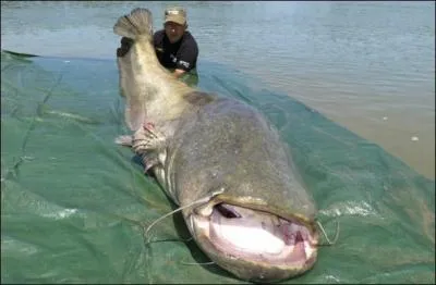 Ce silure de prs de 117kg vient d'tre pris  la ligne en Italie,  quel endroit pensez-vous que l'on puisse prendre un si gros poisson ?