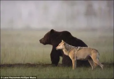 Quel tat amricain est reprsent par le  Bear Flag , ou Drapeau de l'Ours ?