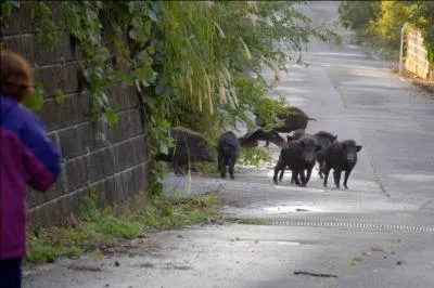 Quel humoriste franais nous parle de  Fukushima  ?