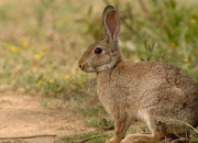 Quiz Le lapin de garenne (chasse)