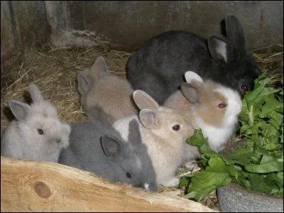 Mis  part la garenne, o peut-on voir une femelle mettre bas ?