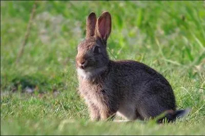 Dans quel peuple la chasse au gte est-elle populaire ?