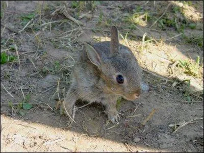  une poque o les couples ne sont pas encore stabiliss, qui a-t-on intrt  chasser ?