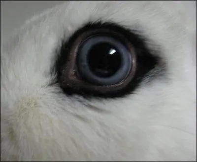 Quelle est la mthode la plus fiable pour connatre l'ge d'un lapin ?