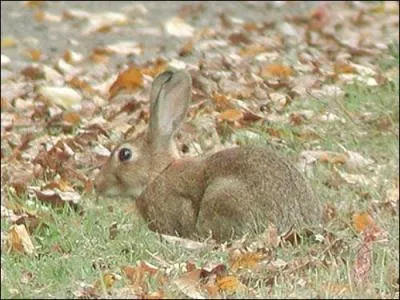 Quel ge ont les sujets prsentant une protubrance cartilagineuse grosse comme un pois  la patte avant ?