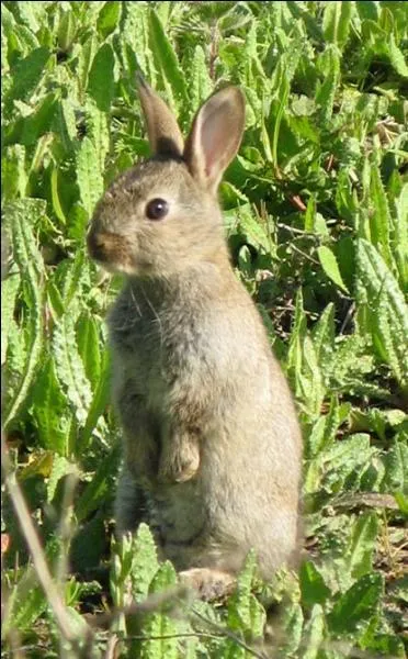 Quel est le poids moyen ?