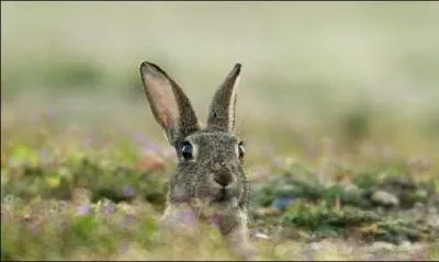 Quelle est sa taille en longueur ?