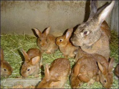 Quelle est la dure moyenne de gestation ?