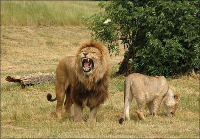 Quel est le nom latin du lion d'Afrique ?