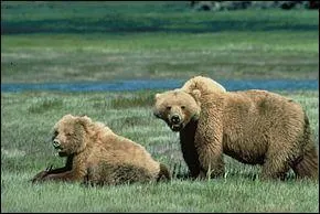 Quel est le nom latin du grizzli (ou grizzly) ?