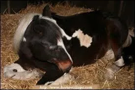 Qu'est-ce que ce cheval pourrait avoir comme maladie ?