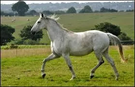 Le pas est une allure à combien de temps ?