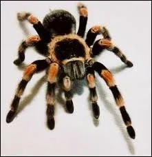 Comment s'appelle la tarentule d'Hugo ?