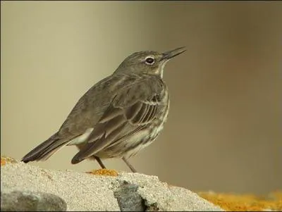 Et enfin, connaissez-vous cet oiseau ? C'est...