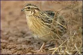 Quel est cet oiseau ?