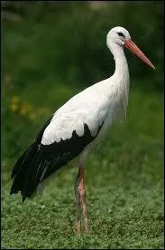 Quel est cet oiseau ?