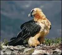 Quel est cet oiseau ?