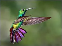 Quel est cet oiseau ?