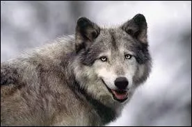 Si vous marchez  pas de loup, c'est que vous marchez ...