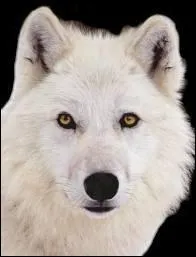 Si vous tes connus comme le loup blanc, c'est que vous ...