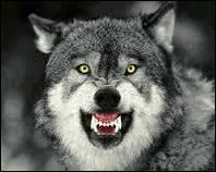 Que signifie l'expression :  Quand on parle du loup on en voit la queue  ?