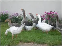 L'oie cacarde, mais que fait le mle, le jars ?