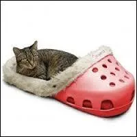 Que peut bien tre un  chat fourr , allez-vous trouver la bonne rponse ?