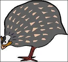 La pintade cacarde ou criaille, mais de quel pays est-elle originaire ?