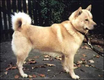 Par lequel de ces trois noms ne peut-on pas appeler ce chien?