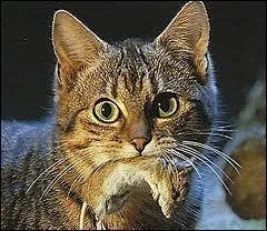 Comment le chat tue-t-il sa proie ?