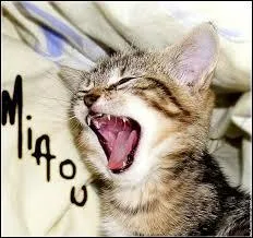 Comment appelle-t-on le chat domestique en latin ?