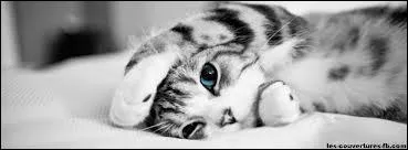  quelle famille appartient le chat ?