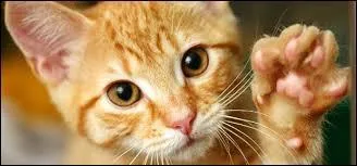 Combien compte-t-on de races diffrentes de chats aujourd'hui ?